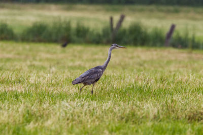 Bird on a field