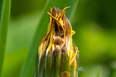 Close-up of wilted flower