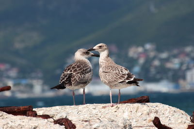 Birds perching on rock