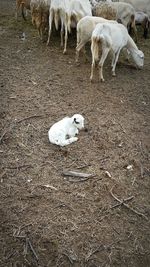 High angle view of deer on field