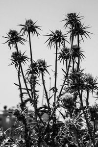 Low angle view of flowering plants against sky