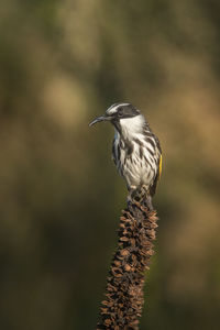 Close-up of bird perching on a land