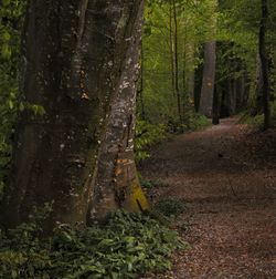 Road passing through forest