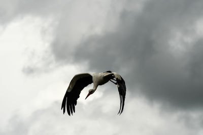 Low angle view of seagull flying in sky