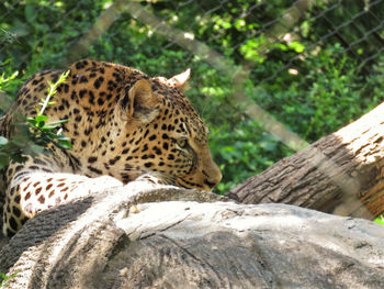 Leopard relaxing on tree