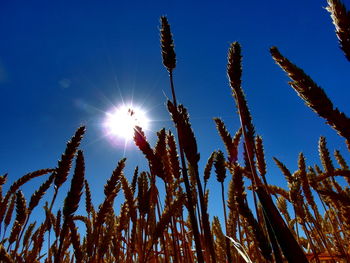 Low angle view of stalks against blue sky on sunny day