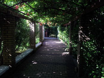 View of footpath in garden