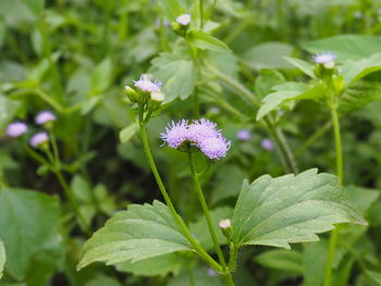 Close-up of flowers blooming outdoors