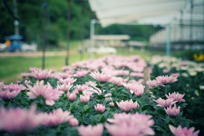 Close-up of pink flowering plants on field