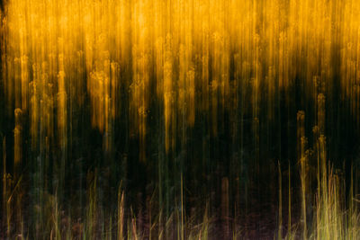 Full frame shot of crops on field