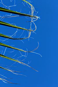 Low angle view of tree against blue sky