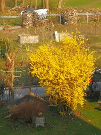 High angle view of yellow flowering plants during autumn