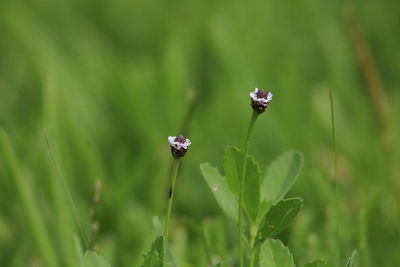 Close-up of insect on plant