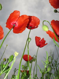 Low angle view of red poppies growing against sky