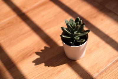 High angle view of potted plant on table