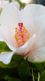 Macro shot of white flower head