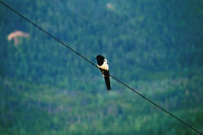 Close-up of bird perching on cable