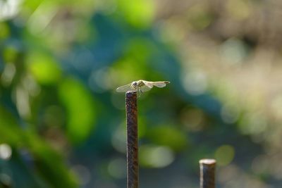 Close-up of bird perching on wooden post