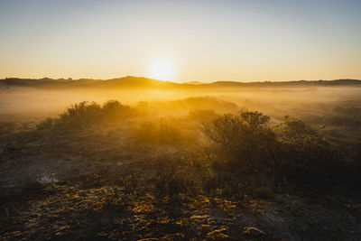 Dutch dunes during sunrise