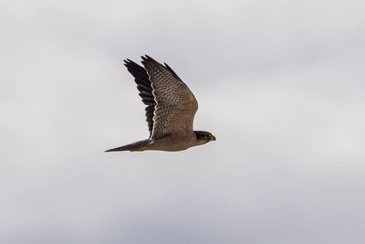 Low angle view of eagle flying in sky