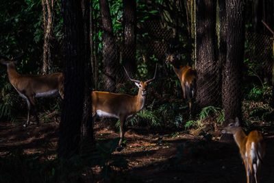 Deer standing in a forest