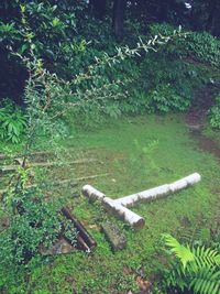 High angle view of trees and plants on field