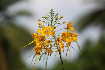 Close-up of yellow flowering plant