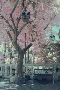 Pink flower tree against built structure