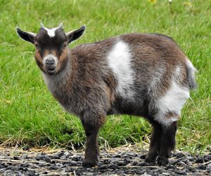 Portrait of sheep standing on field