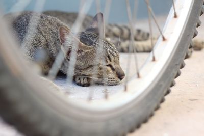 Close-up of a cat sleeping on metal