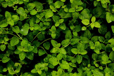 Close-up of plants