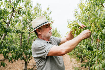 Side view of senior male farmer touching and examining leaves of peach tree during work in orchard on summer day