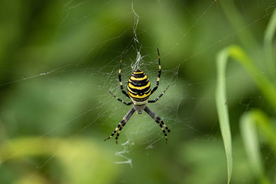 Close-up of spider on web