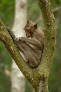 Long-tailed macaque grooming itself in forked tree
