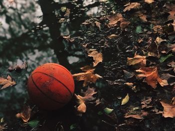 Close-up of orange ball on tree during autumn