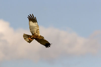 Low angle view of eagle flying in sky