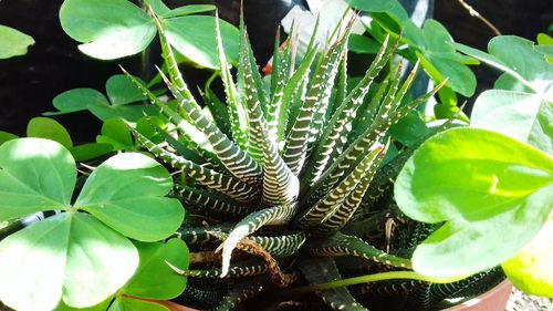 Close-up of leaves