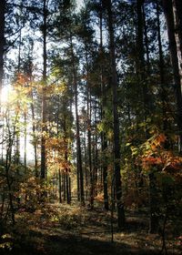 Trees in forest during autumn