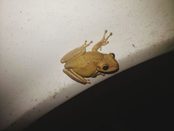 Close-up of frog on wall