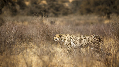 Cheetah walking on field