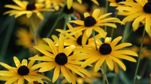 Close-up of yellow daisy flowers