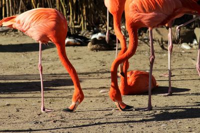 View of two birds drinking water