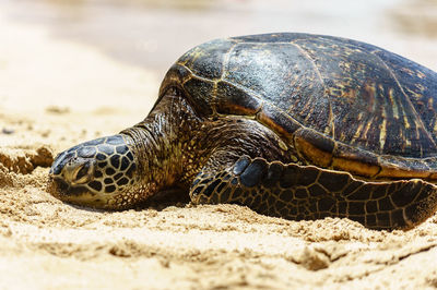 Turtle on the beach, turtle bay, oahu, hawaii, united staes