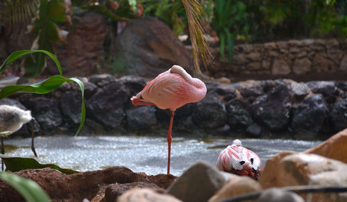 View of birds on rock