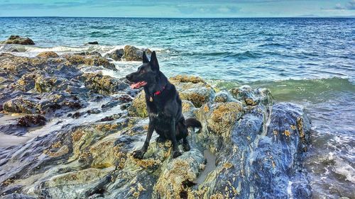 Dog on beach by sea against sky