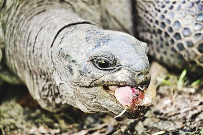 Close-up portrait of lizard