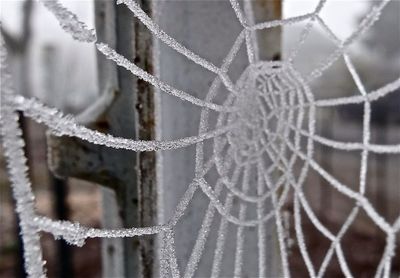 Close-up of chainlink fence