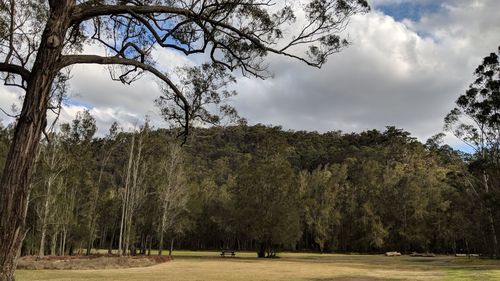 Panoramic shot of trees on field against sky