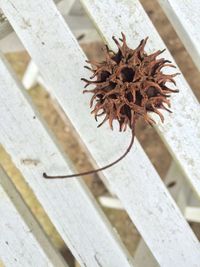 Close-up of wooden flower