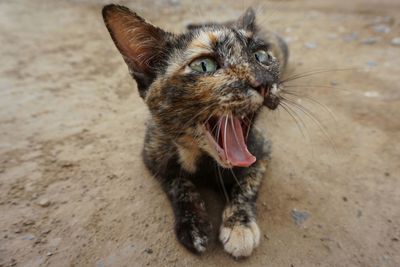 Close-up of cat meowing on field